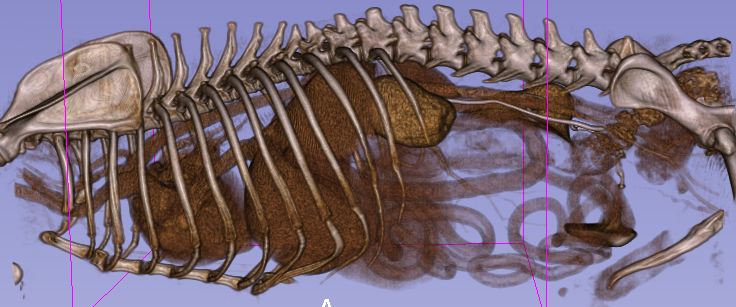 3D rendering dog with cystic kidney