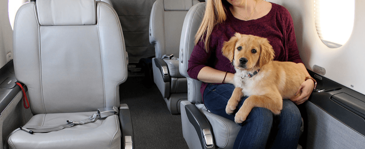 Dog on a plane