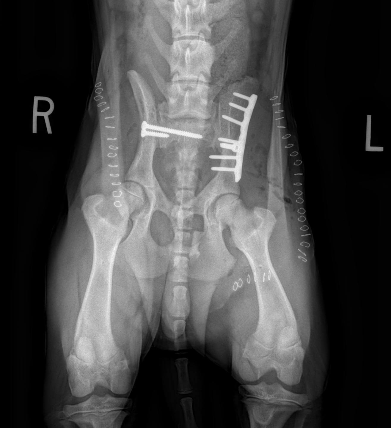 SI luxation repair pelvic fracture plate canine
