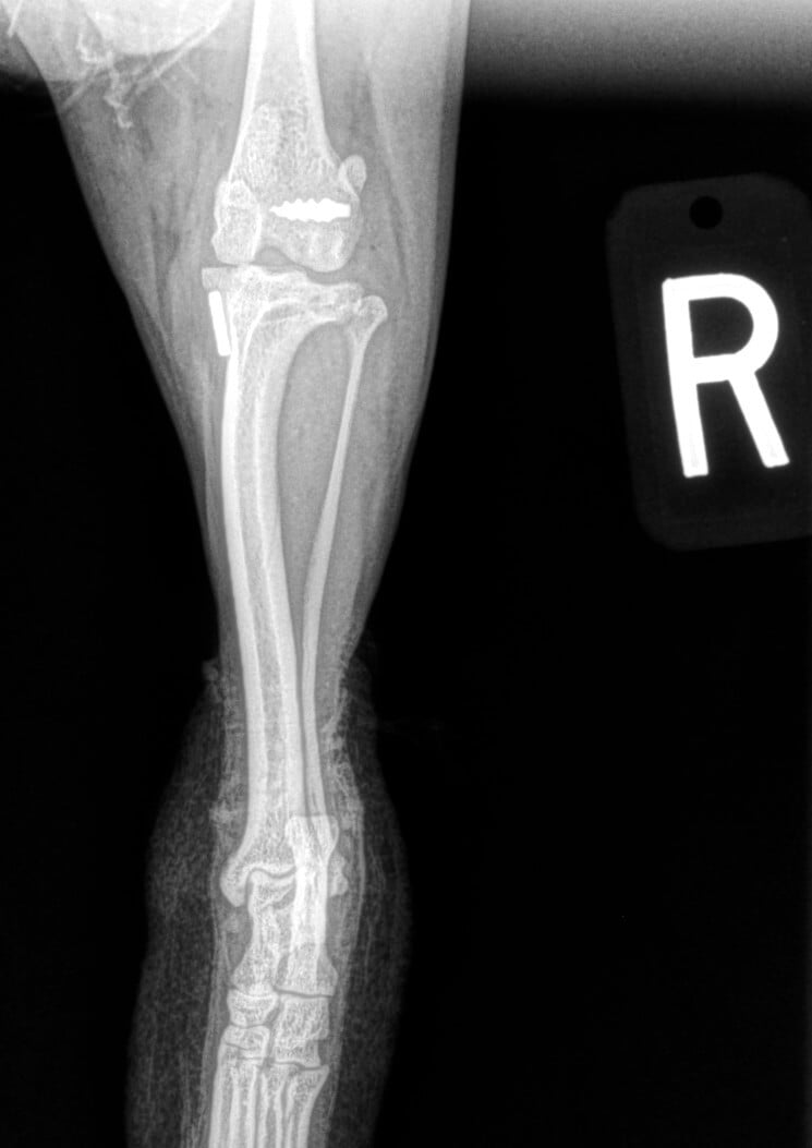 Durogesic 12mcg - Hillside Veterinary Surgery