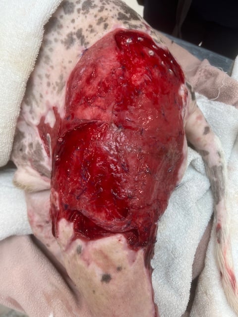 4 day post; second round fish grafting on dog
