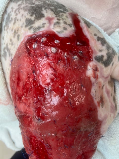 4 day post; second round fish & punch grafting on dog