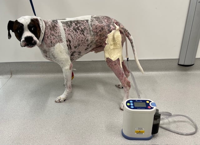 Charlies Downsized bandage at day 47