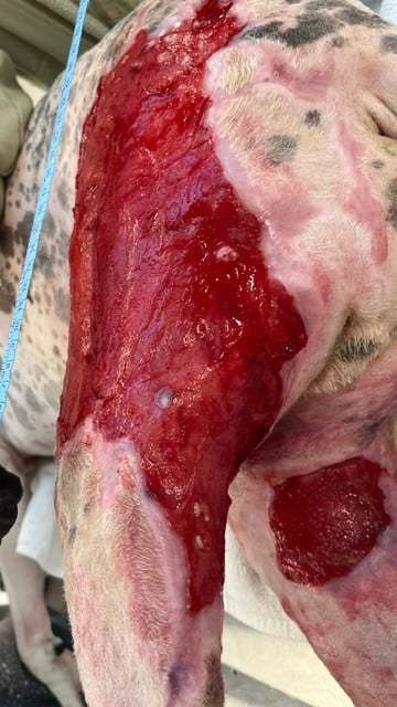 Burn Wound day 44 Left Pelvic limb Dog