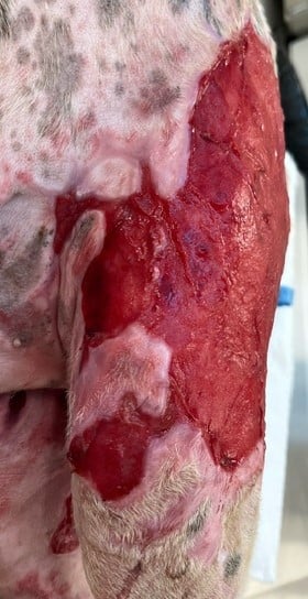 Burn Wound day 44 Left Pelvic limb Dog