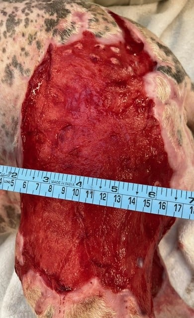 Burn Wound day 44 Left Pelvic limb Dog