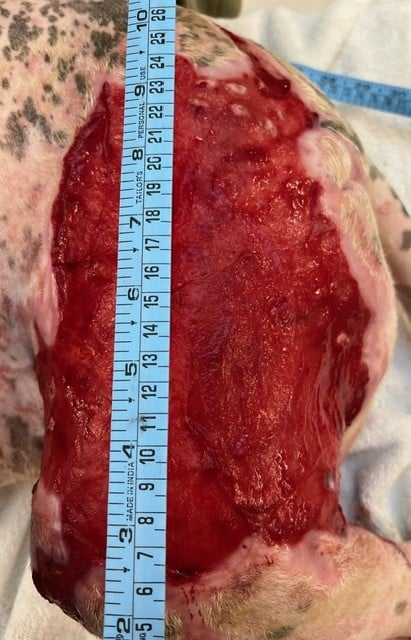 Burn Wound day 44 Left Pelvic limb Dog