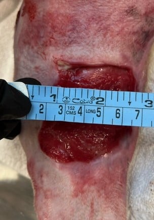 Burn Wound day 44 Right Pelvic limb Dog