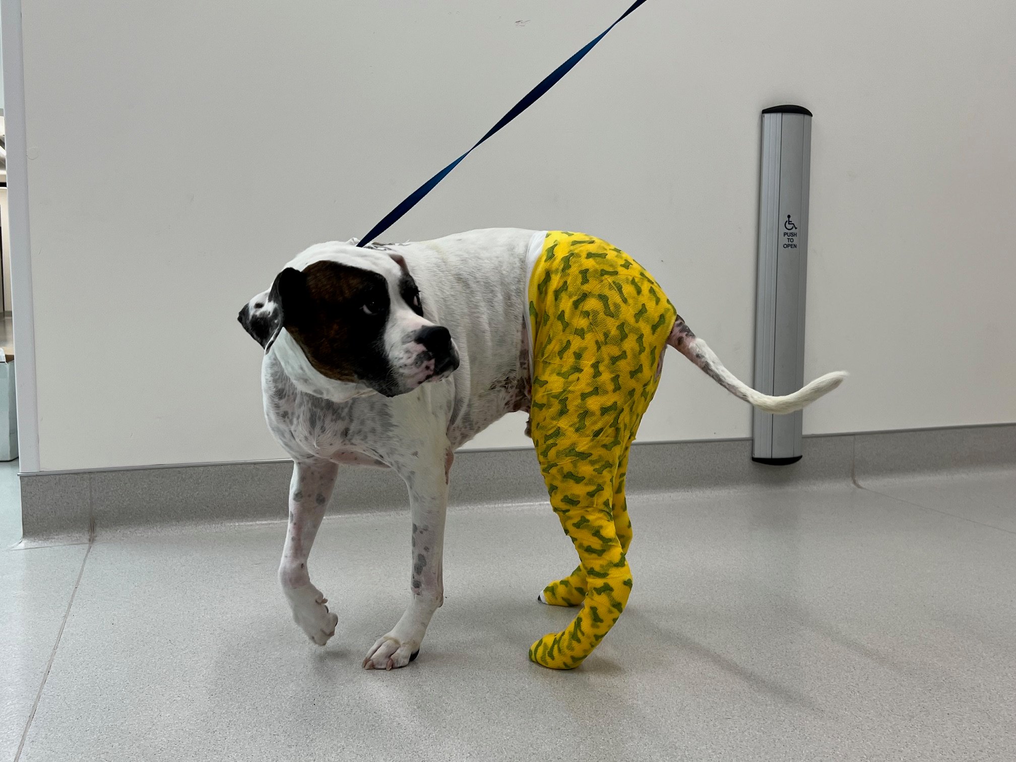 Compressive Wrap over dogs pelvic limbs