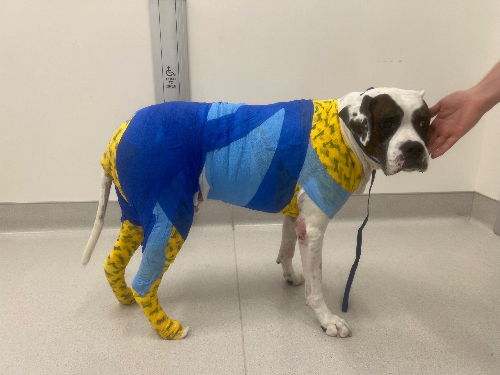 Compressive Wrap over dogs pelvic limbs