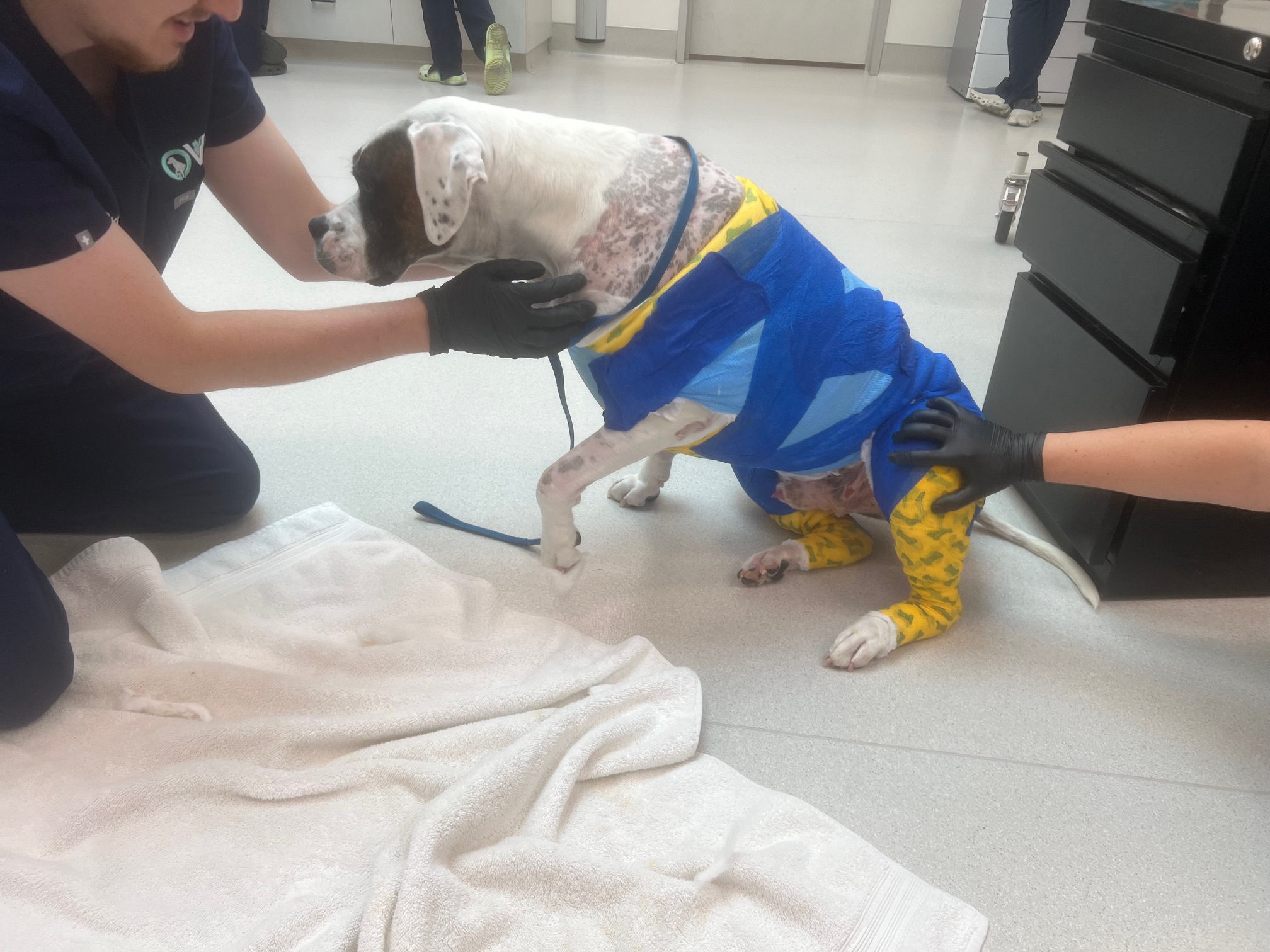Compressive Wrap over dogs pelvic limbs
