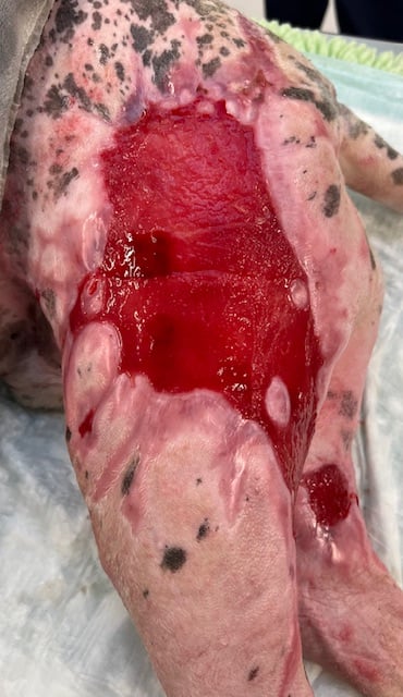 Day 56 Dog burn wounds before 3rd round of grafting