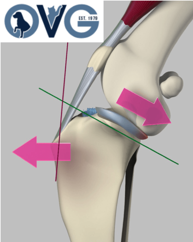 Cranial crucaite ligament Rupture