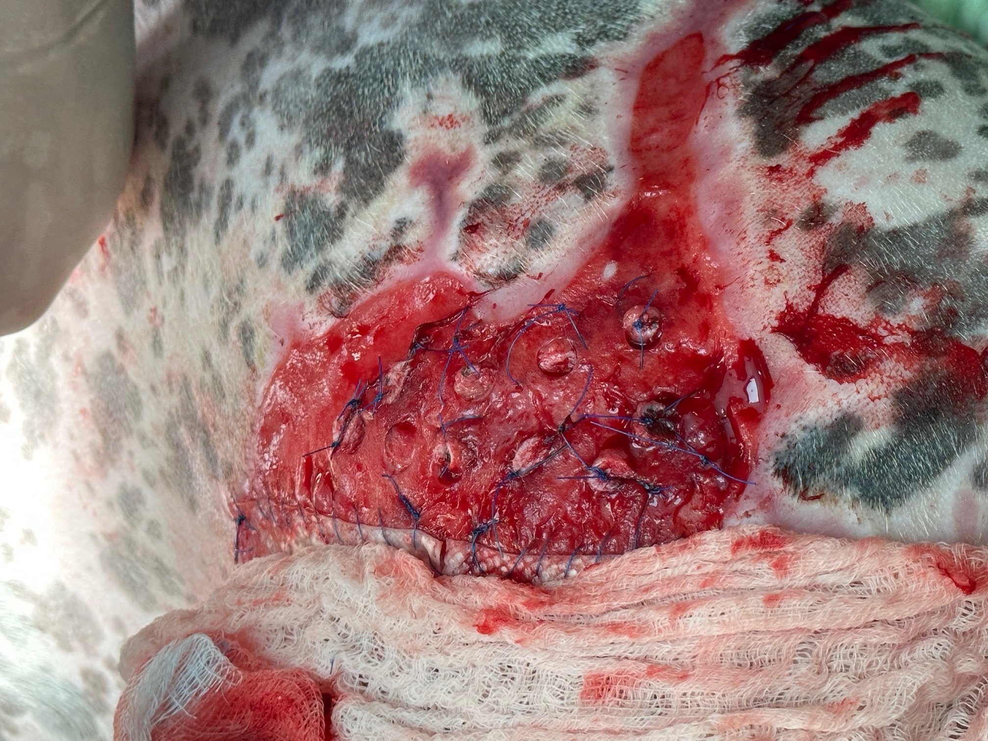 punch skin graft dog 