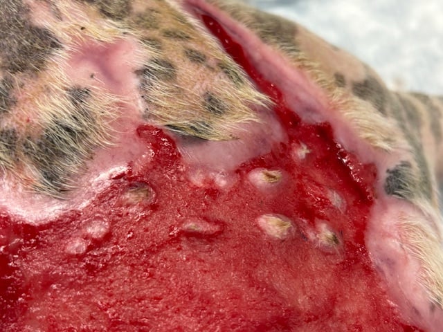 Punch graft Burn wound on a dog at 3 weeks post grafting