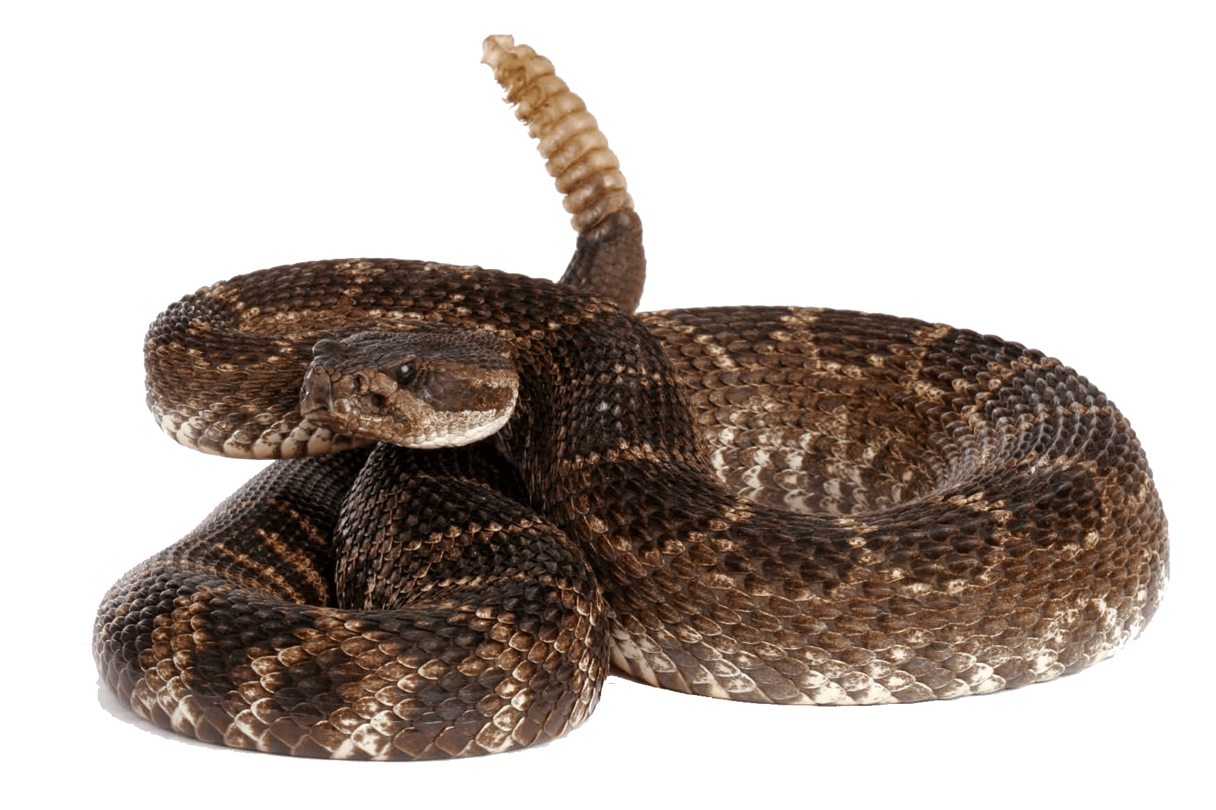 Rattlesnake