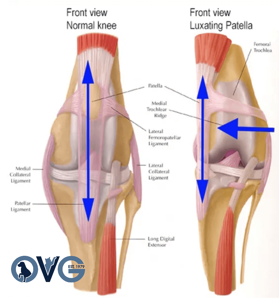 dog with patella luxation