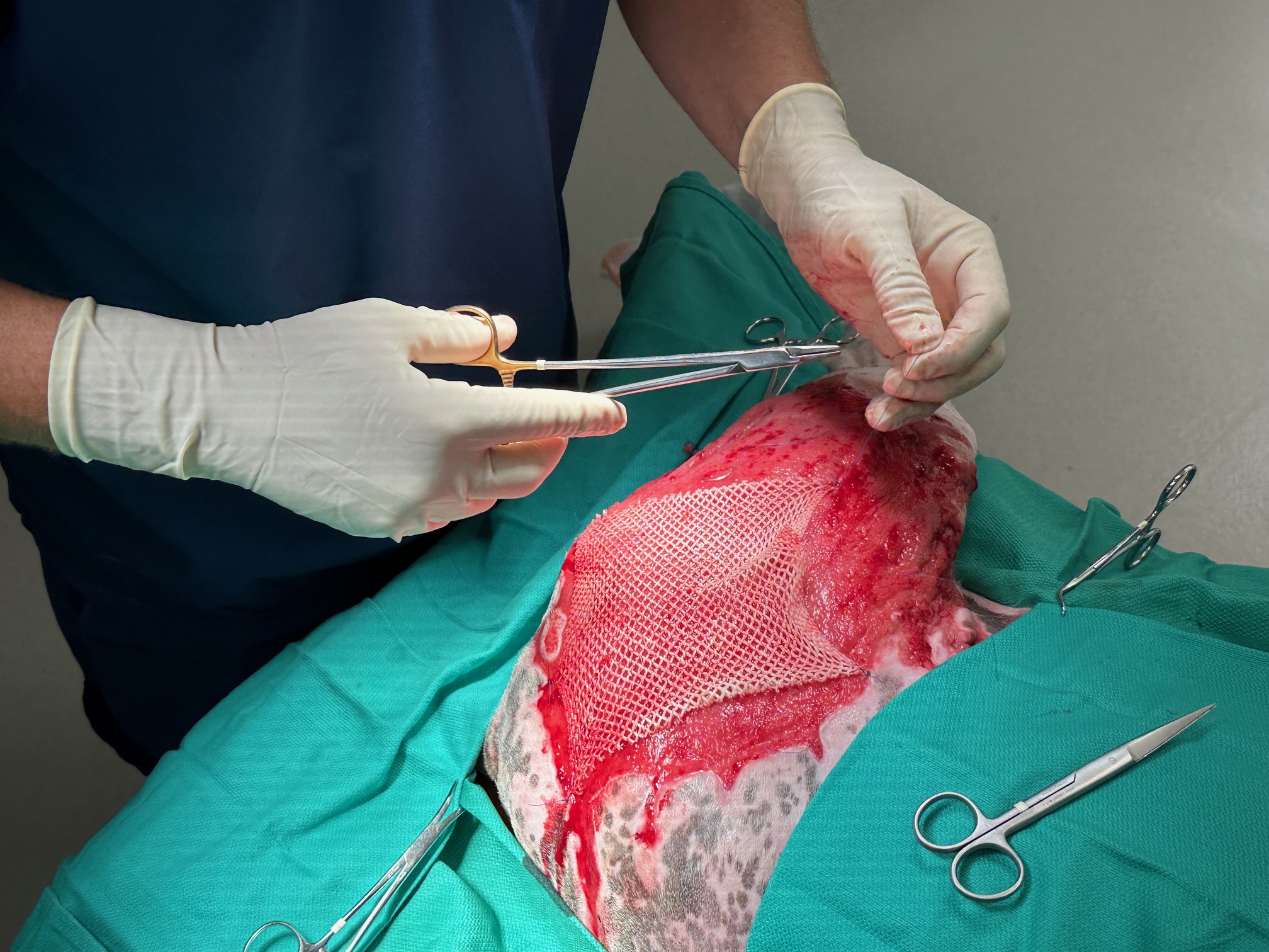 Application of meshed fish skin graft to dog with burns