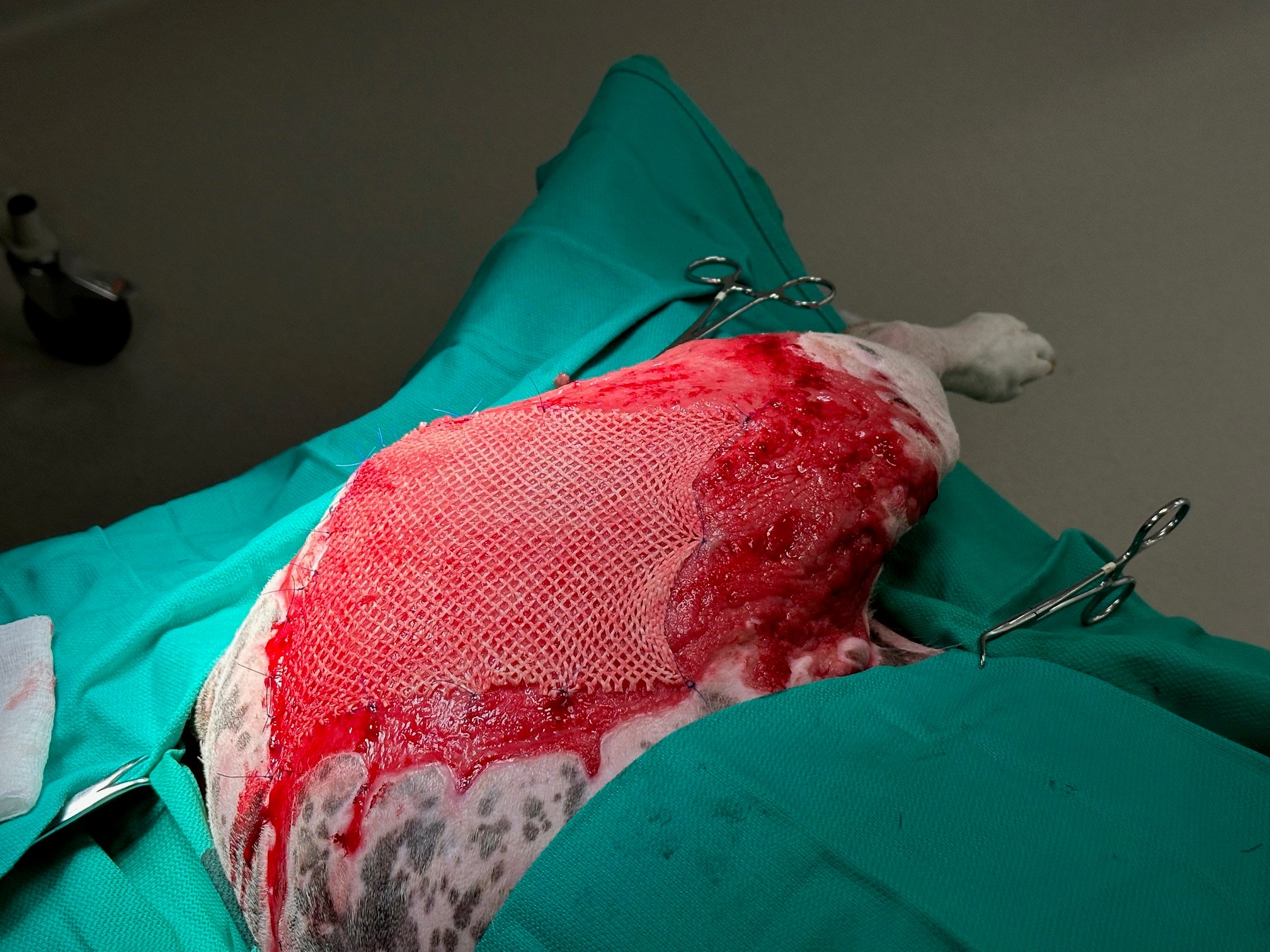 Application of meshed fish skin graft to dog with burns