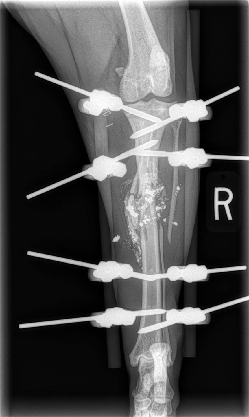 external fixator tibial gun shot dog