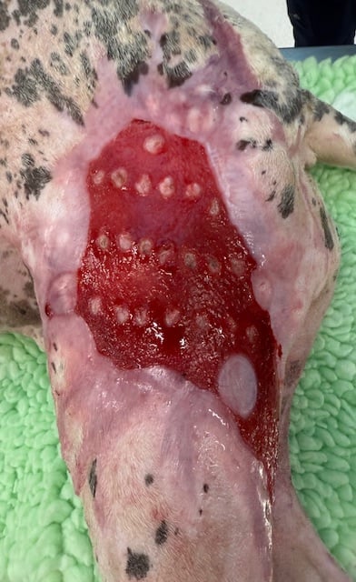 Dog burn wound left leg day 69