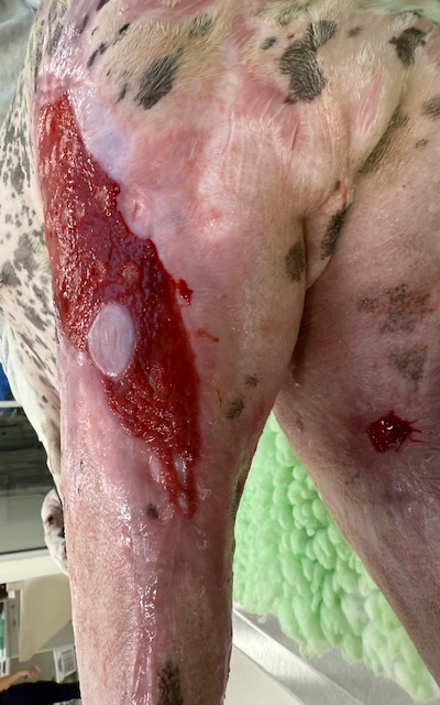 Dog burn wound left leg day 69