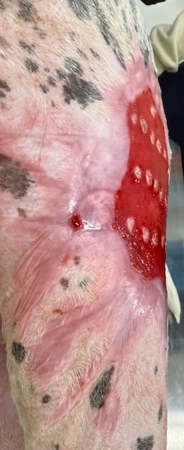 Dog burn wound left leg day 69