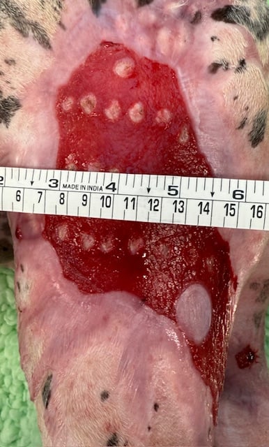 Dog burn wound left leg day 69