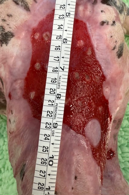 Dog burn wound left leg day 69
