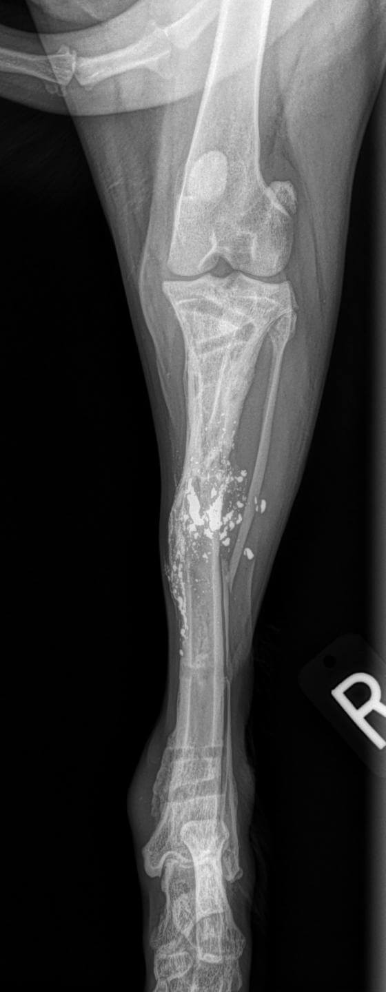 healed comminuted gun shot tibial fracture dog