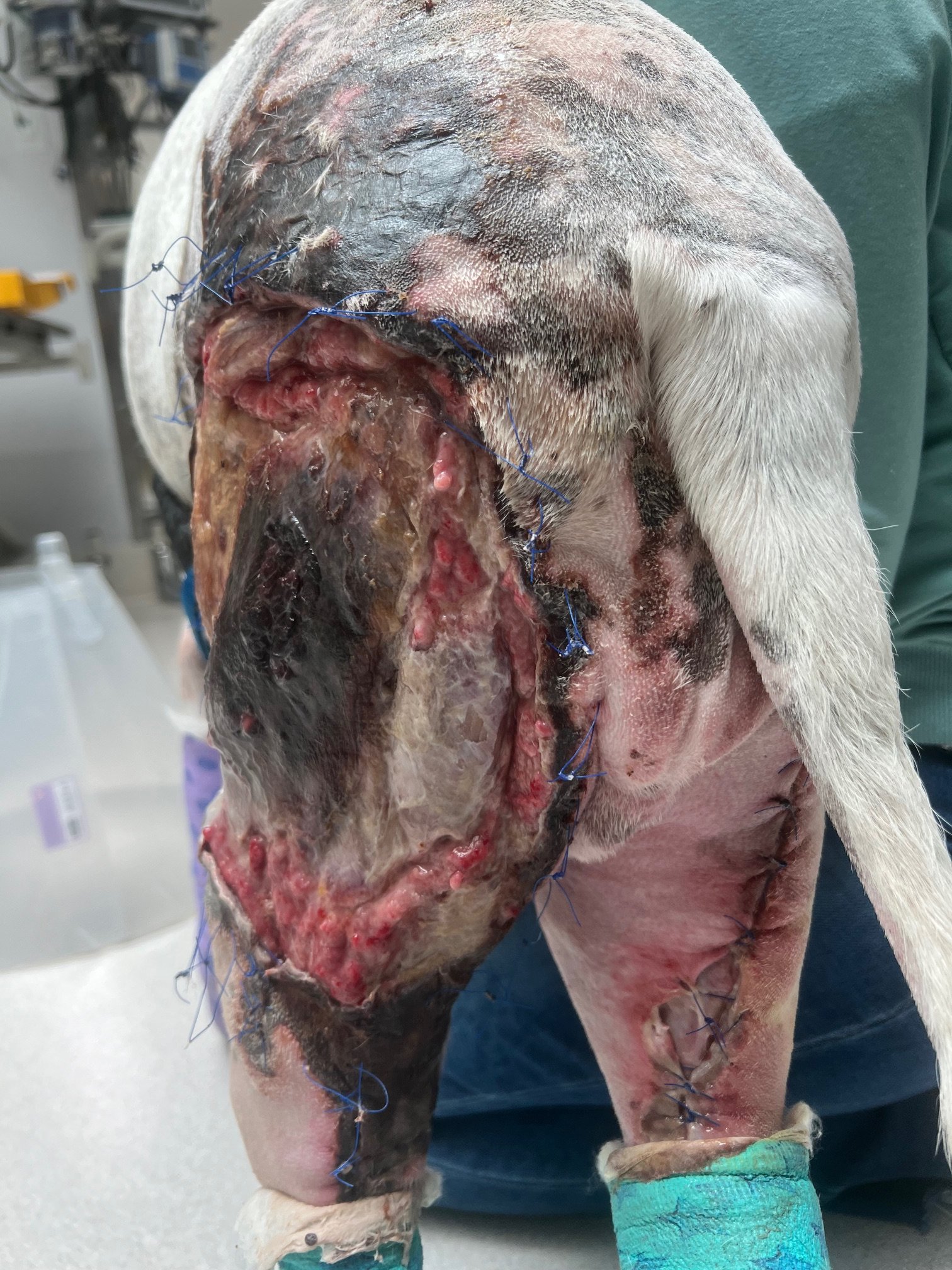 Day 10 burn wounds on a dog