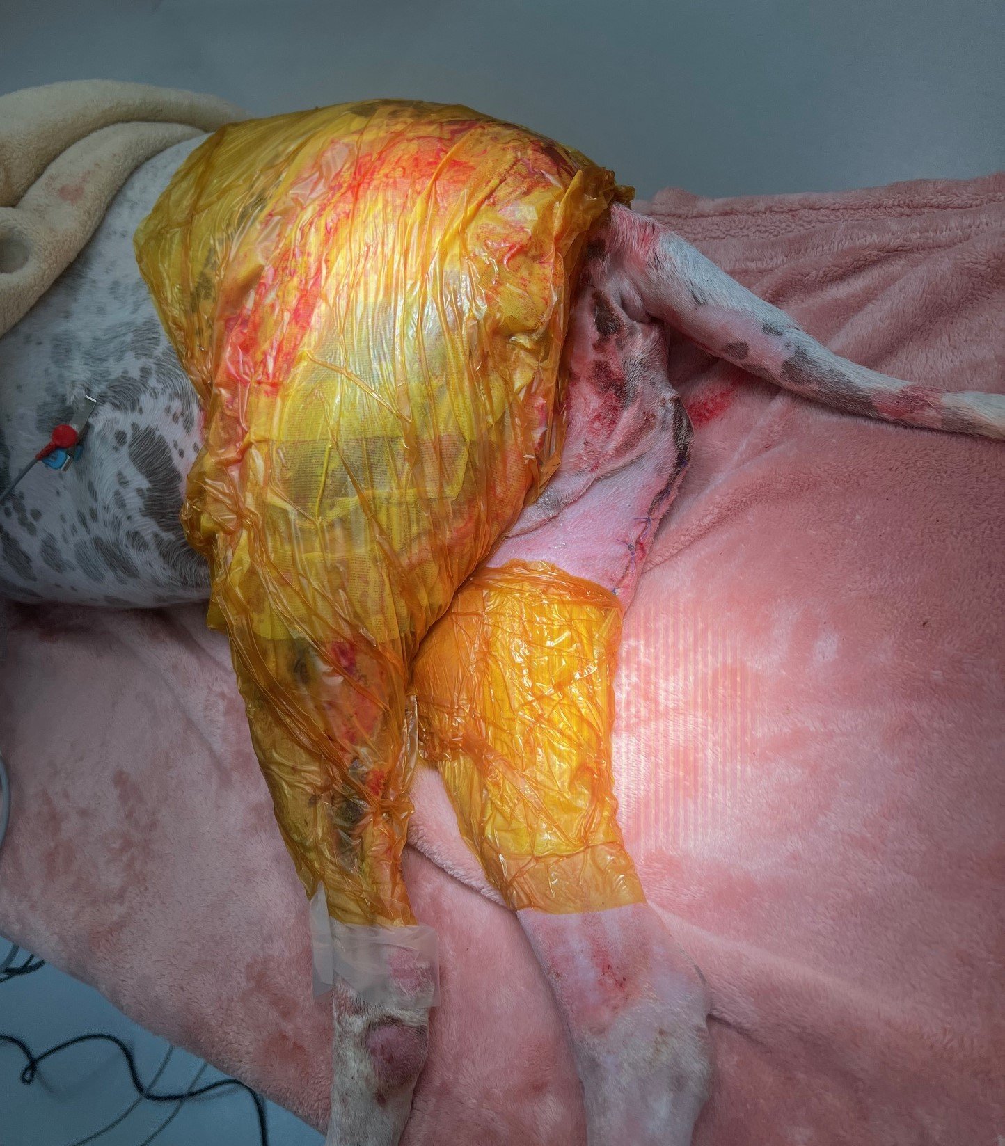 Day 9 burn wounds on a dog