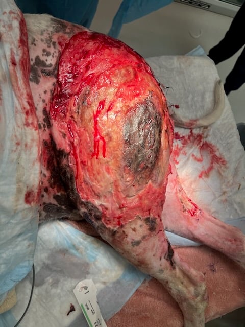 Day 11 burn wounds on a dog