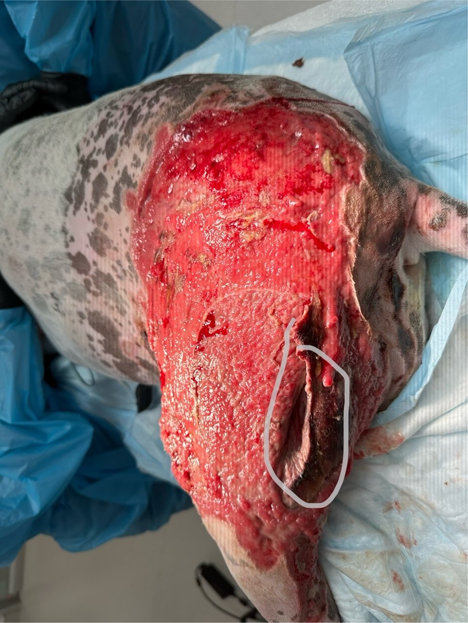 Day 13 burn wounds on a dog