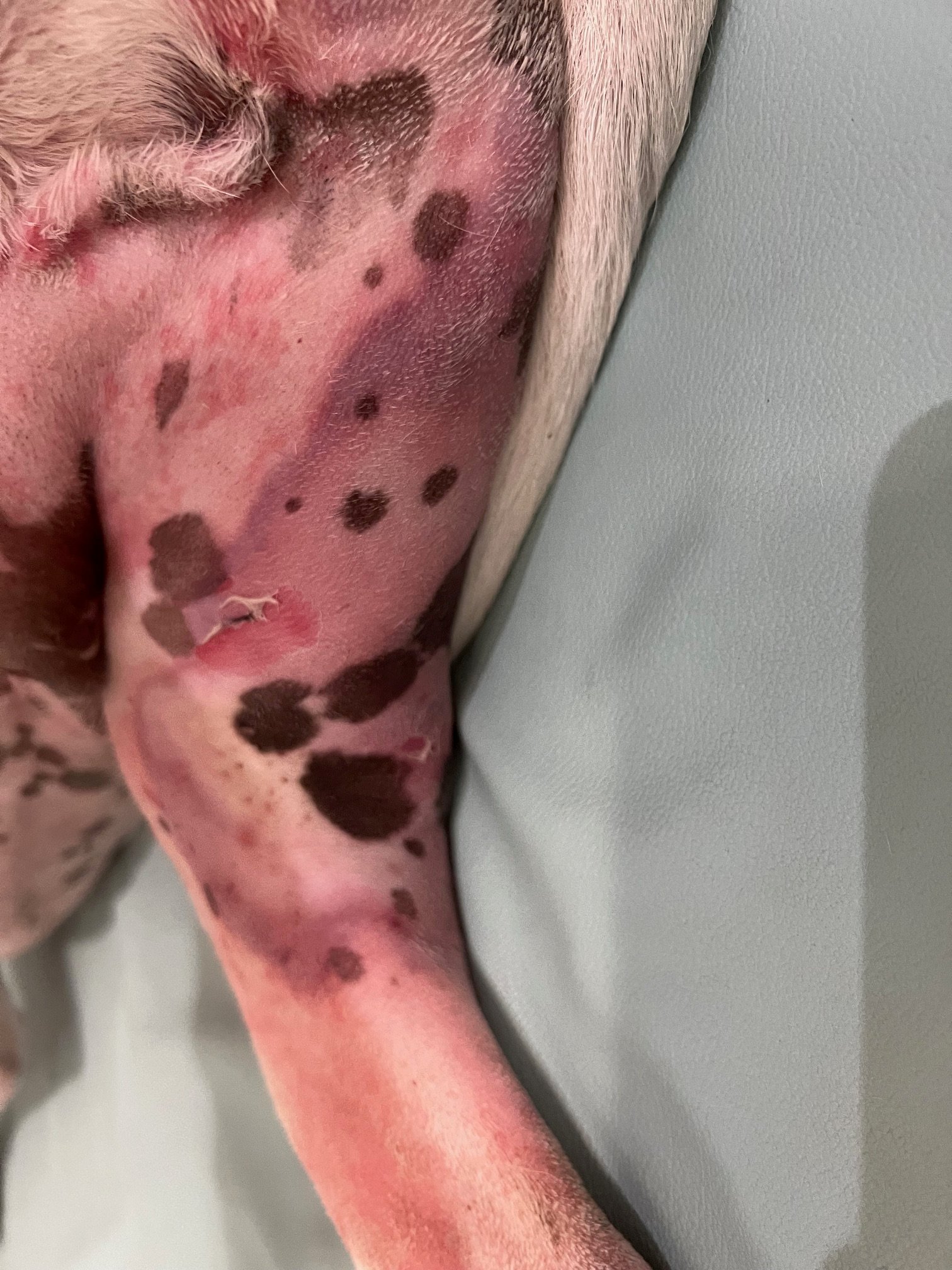 Full thickness burns from warm air device on a dog day 1