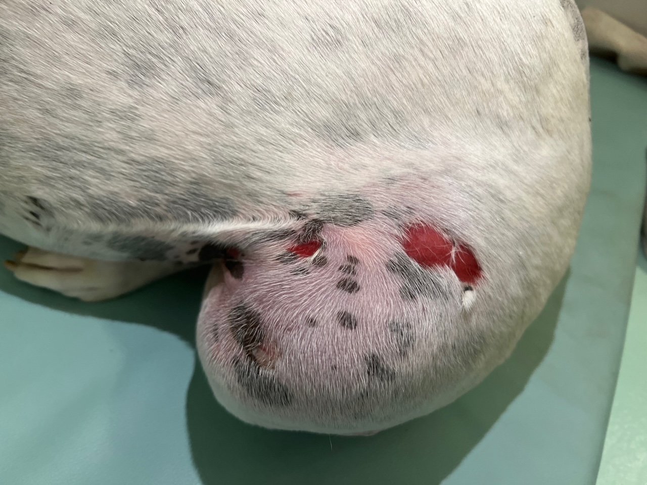 Full thickness burns from warm air device on a dog day 1