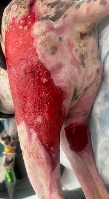 Burn wound day 47 left pelvic limb dog