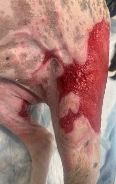 Burn wound day 47 left pelvic limb dog