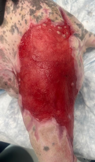 Burn wound day 47 left pelvic limb dog