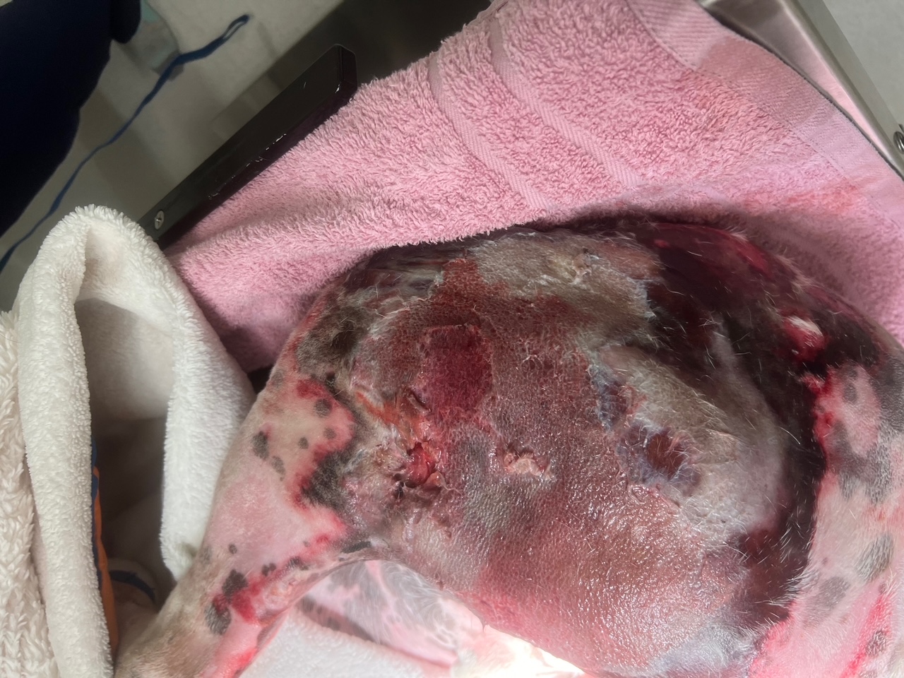 Full thickness burns on a dog day 5