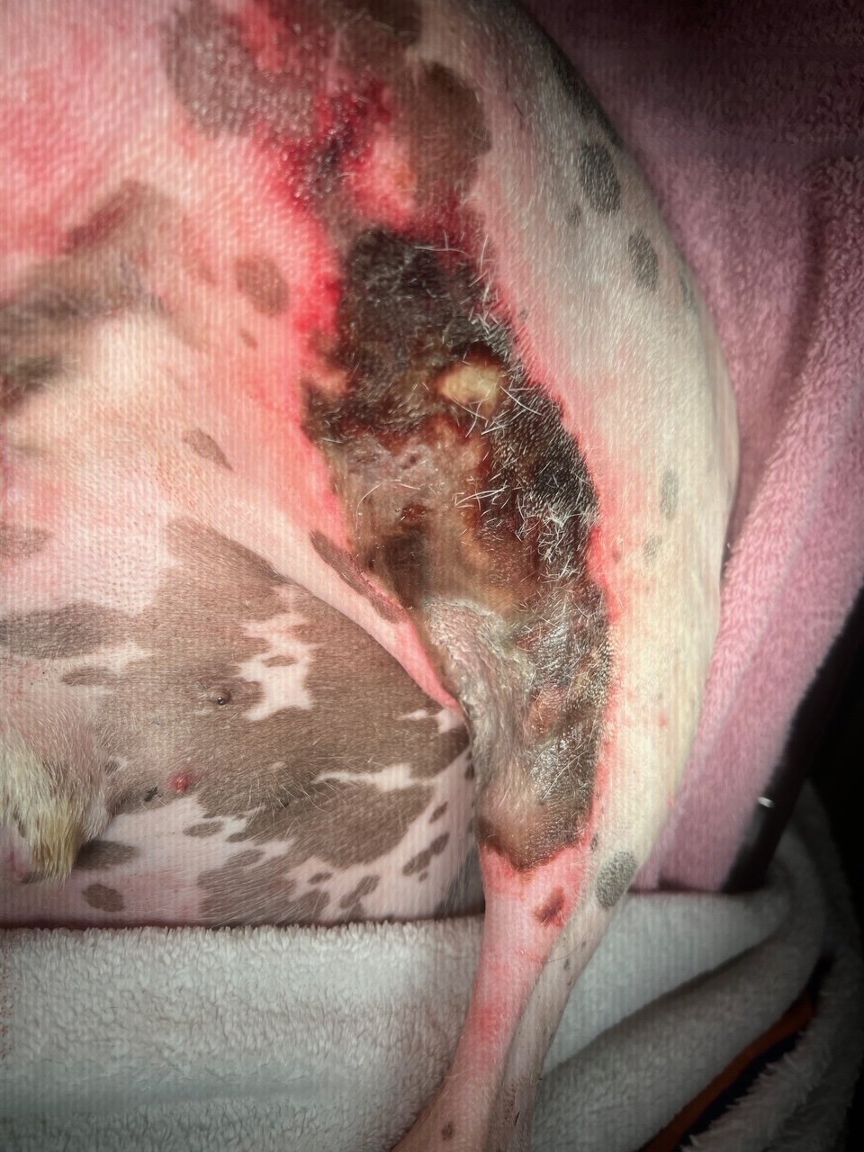 Full thickness burns on a dog day 5