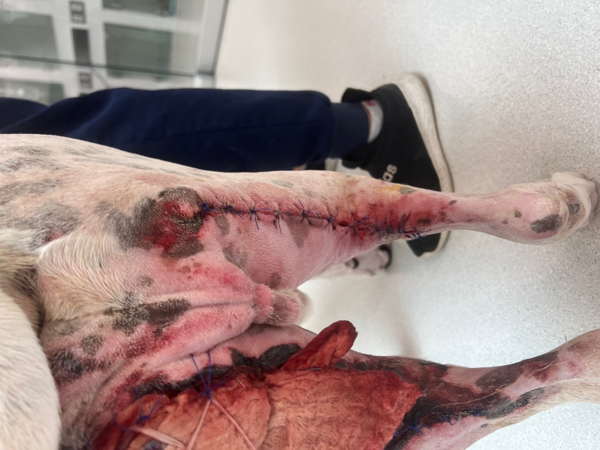 Dog burn day 6