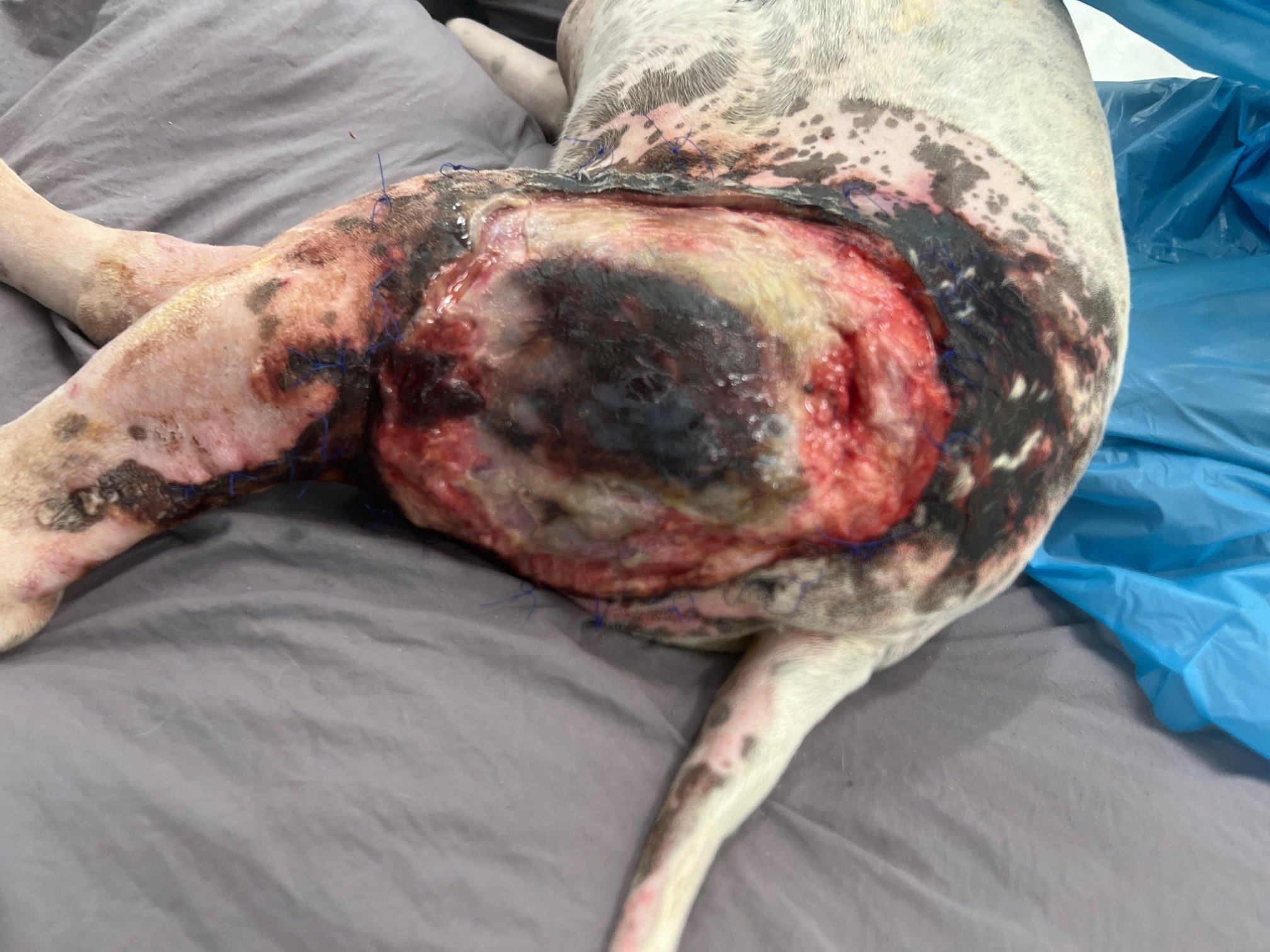Dog burn day 8