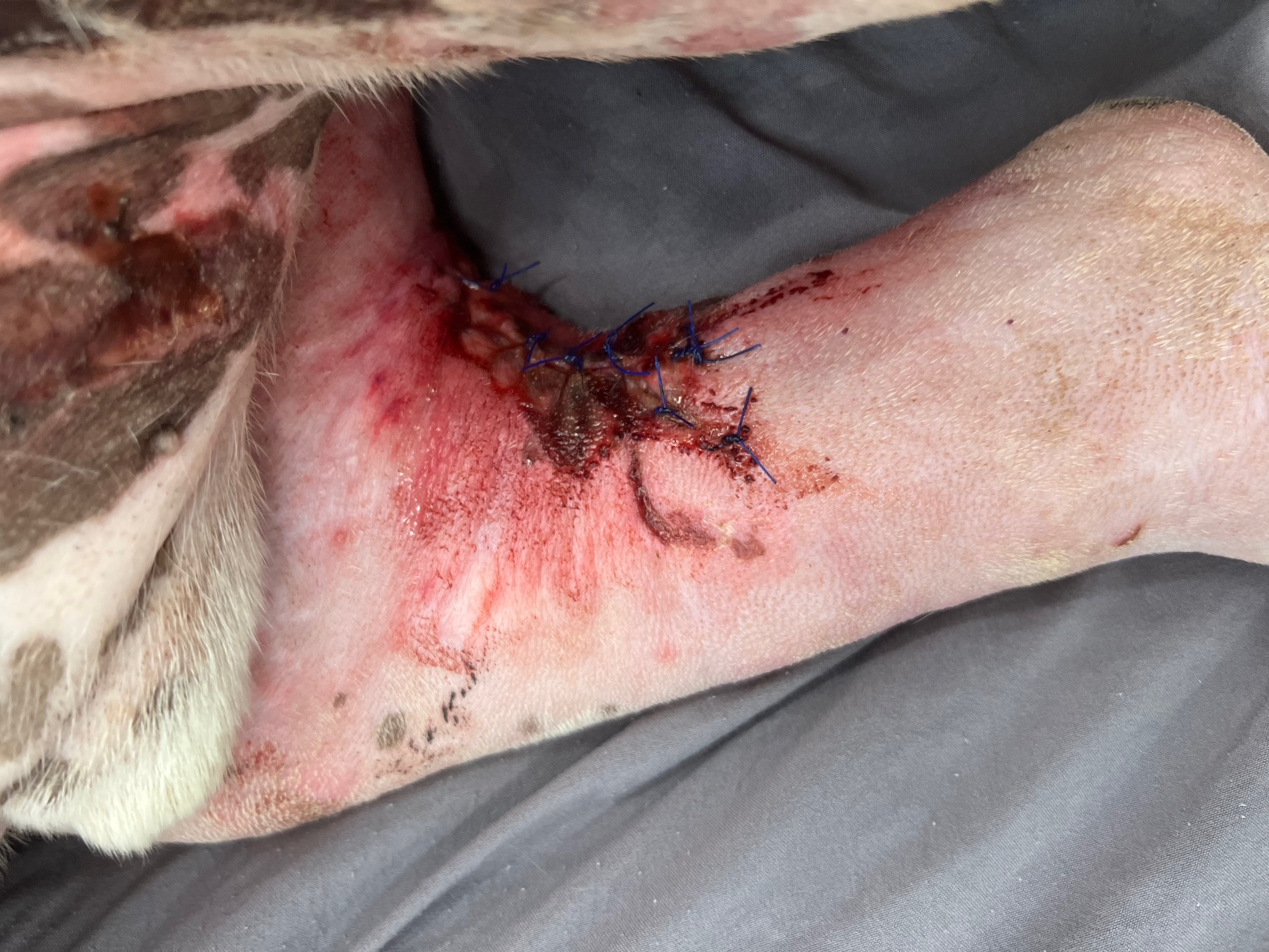 Dog burn day 8