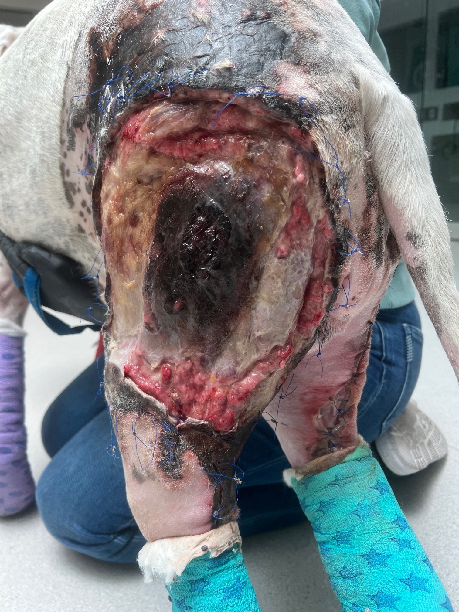 Day 9 burn wounds on a dog