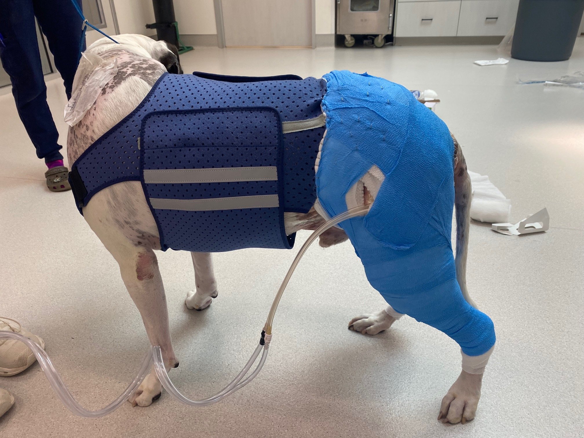 dog body bandage