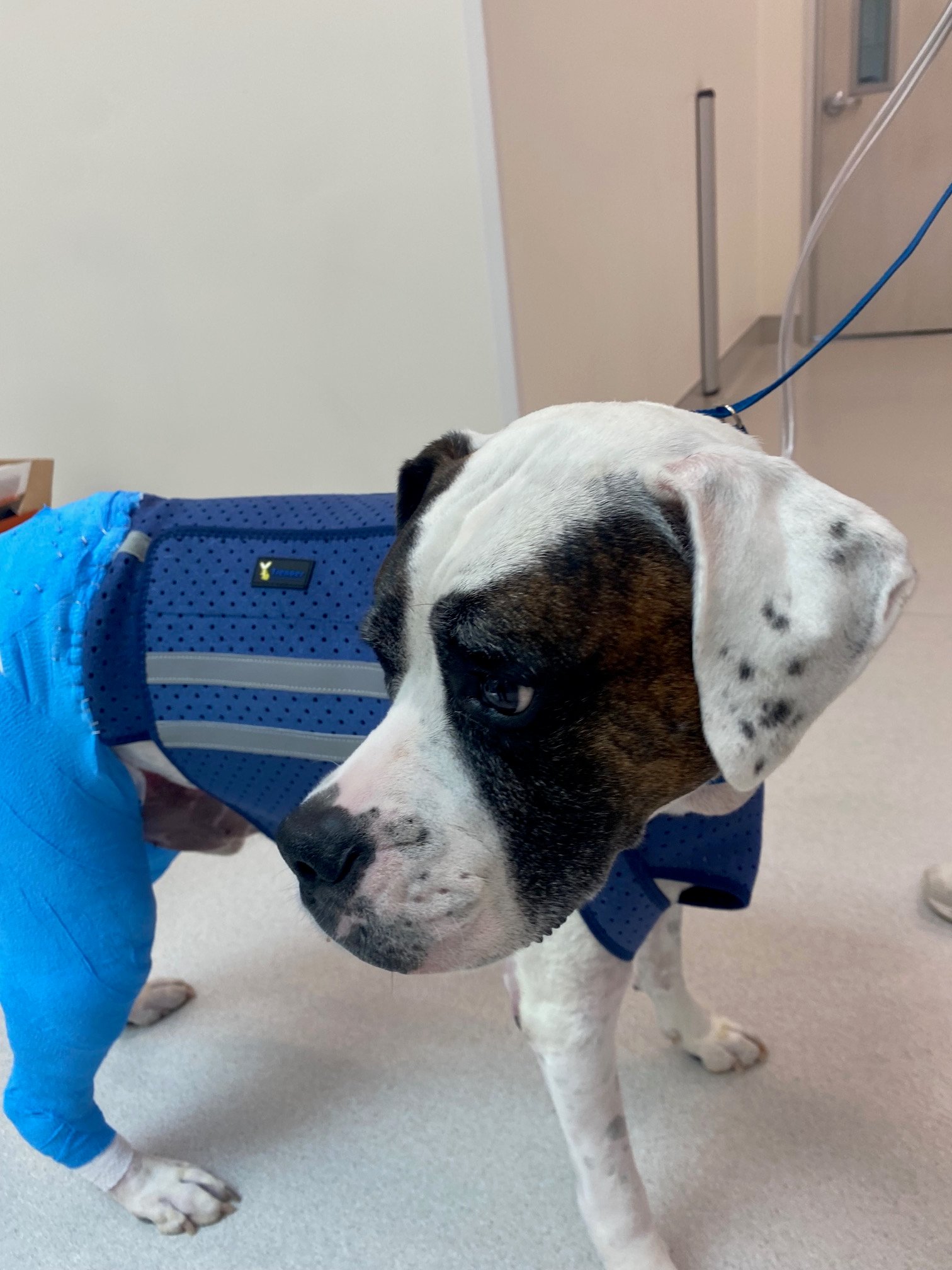 dog body bandage