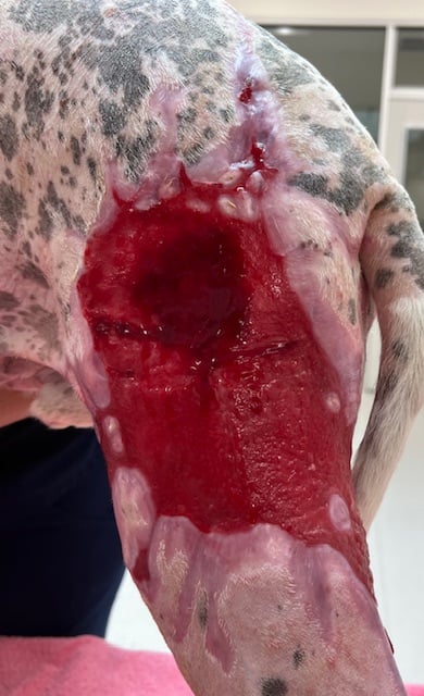 Day 53 Burn injuries to left thigh on a dog
