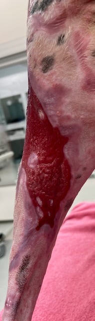 Day 53 Burn injuries to left thigh on a dog