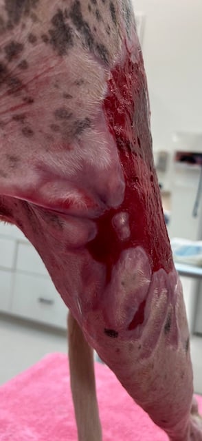 Day 53 Burn injuries to left thigh on a dog